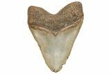 Huge, Fossil Megalodon Tooth - North Carolina #207992-2